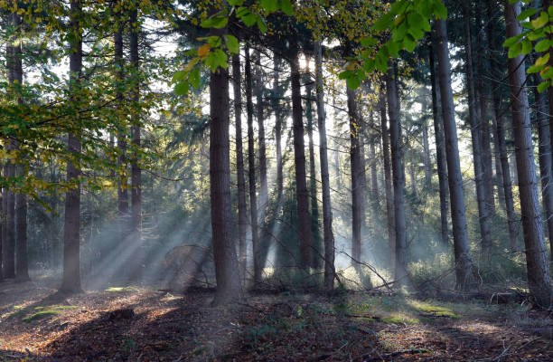 istock Mixed woodland bathing in the morning sun 1284946842