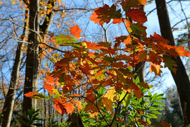 istock Quercus rubra, the northern red oak, changing into autumn colours 1284947387