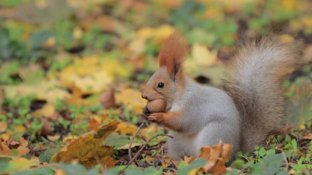 istock Squirrel eating a nut in a autumn foliage 1284947498