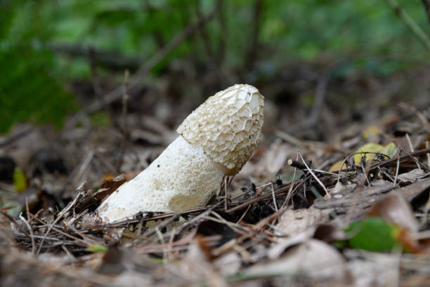 Stinkhorn (Phallus impudicus) Once the fruiting body emerges, the young cap oozes a spore-bearing sticky gel which attracts the flies and other insects it relies on to distribute its spores. Some Victorians were so embarrassed by these fungi that they would attack them with cudgels lest any impressionable young ladies might see them. phallus shaped stock pictures, royalty-free photos & images