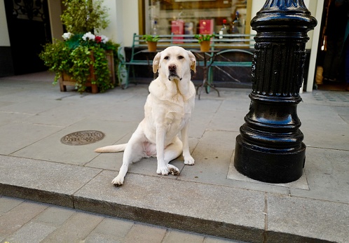 A service dog visiting England