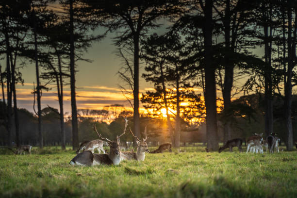Herd of deer sitting in grass under a beautiful sunset