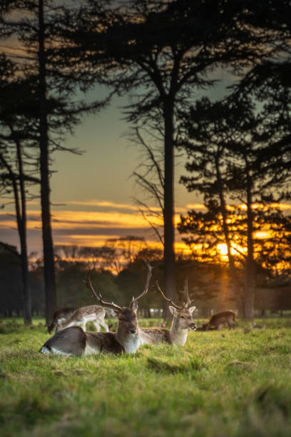 istock Stags and deer herd sitting in the grass under a beautiful sunset 1284949051