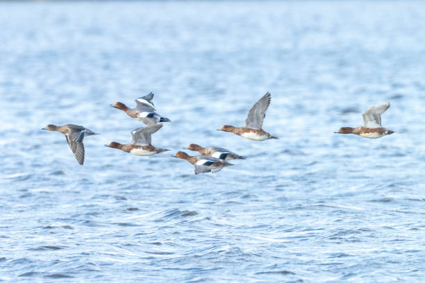 istock Eurasian wigeon Mareca penelope flying 1284949437