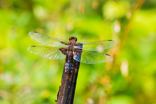Closeup of a perched Libellula depressa, the broad-bodied chaser or broad-bodied darter male dragonfly.