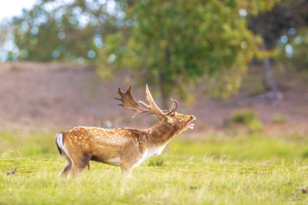 istock Fallow deer stag rut during Autumn season. 1284949535