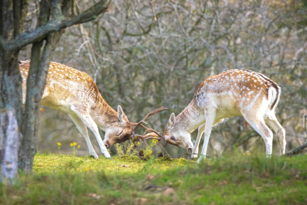 istock Two Fallow deer stags, dama dama, fighting in rutting season 1284949551