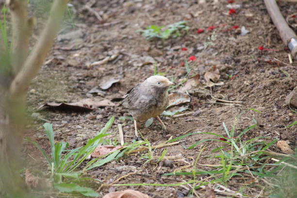 bird of jungle - jungle babbler imagens e fotografias de stock