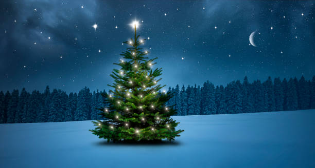 christmas tree on a cold winter night in the forest - spruce tree fotos imagens e fotografias de stock