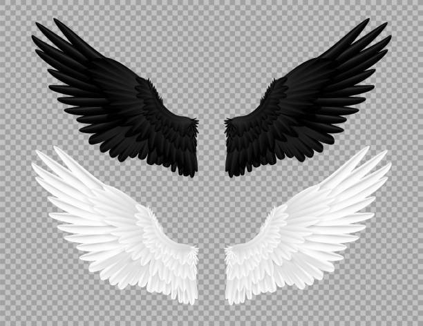 Black and white angel wings. Swans and crows feather, bird carnival costume. Parts of feathered animal on transparent background. Angelic emblem template. Vector decoration isolated set Black and white angel wings. Swans and crows feather, bird carnival costume. Parts of flying feathered animal on transparent background. Angelic emblem template. Fairy decoration, vector isolated set angel stock illustrations