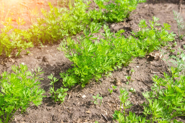 istock rows of fresh carrot tops. Harvest Agriculture. selective focus 1284950815