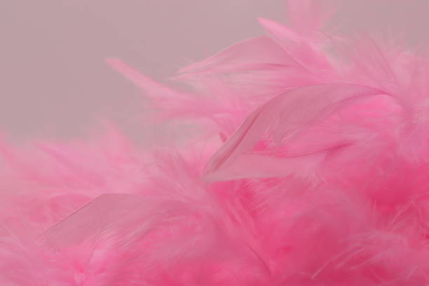 istock otrish made of pink feathers, background for romantic expressions 1284951695