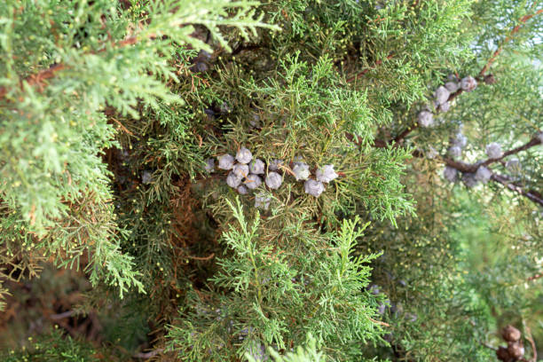 istock Green leaves pattern of creeping juniper or Juniperus horizontalis. selective focus background 1284951903