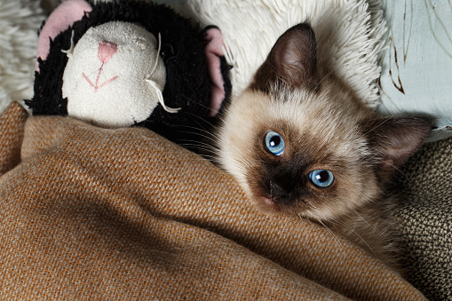 Kitty cat with a toy under the blanket on the couch, close up