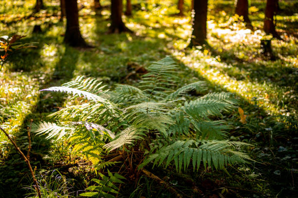 istock The forest with autumn colors 1284952088