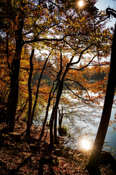 The autumnal forest of the monticolo lakes, full of colors in south tyrol, Italy