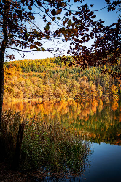 istock The forest with autumn colors 1284952431