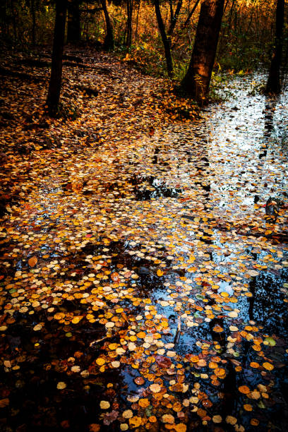 istock The forest with autumn colors 1284952460