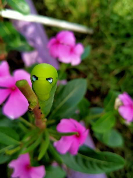 Caterpillar