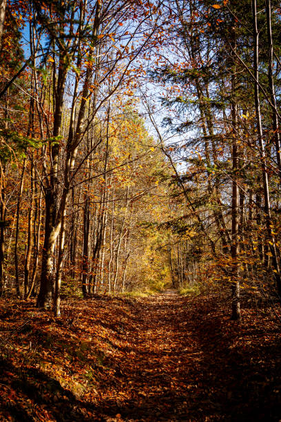 istock The forest with autumn colors 1284952521