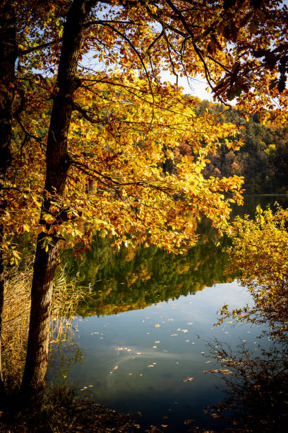 istock The forest with autumn colors 1284953153