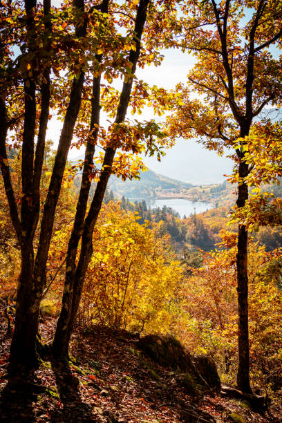 istock The forest with autumn colors 1284953154