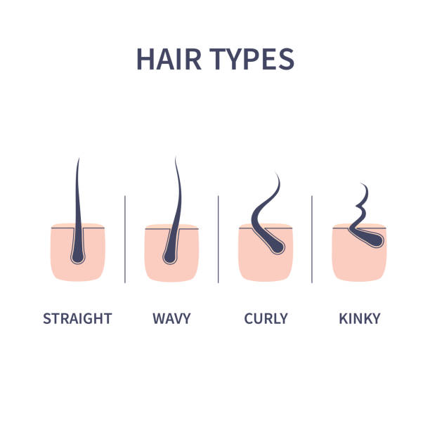 760 Thick Hair Illustrations & Clip Art - iStock | Woman with thick hair, Woman thick hair, Thin and thick hair 760 Thick Hair Illustrations & Clip Art - iStock | Woman with thick hair, Woman thick hair, Thin and thick hair