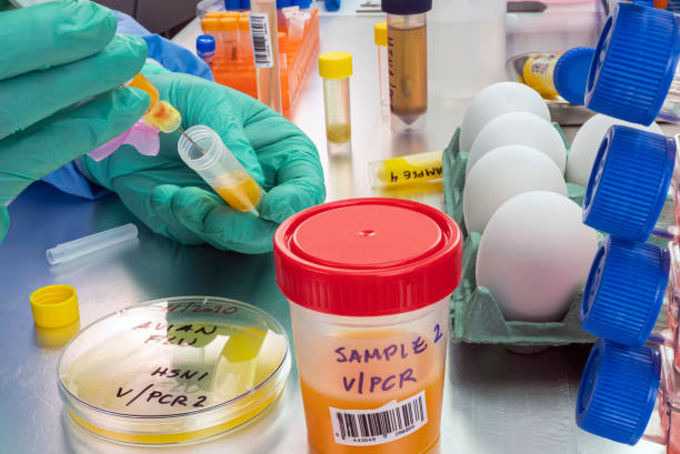 Scientific sampling of eggs in poor condition, analysis of avian influenza in humans, conceptual image Scientific sampling of eggs in poor condition, analysis of avian influenza in humans, conceptual image h1n1 flu virus stock pictures, royalty-free photos & images