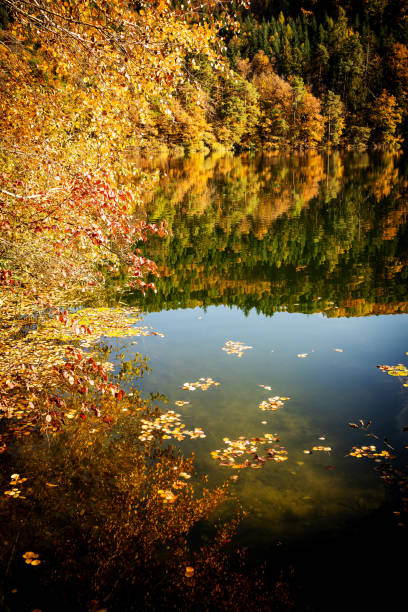 istock The forest with autumn colors 1284953486