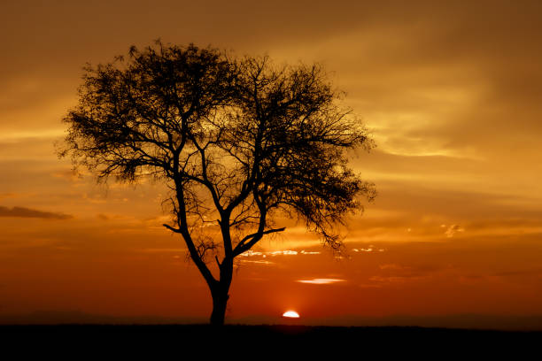 istock South African Savanna at Sunset 1284953587