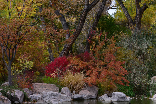 Beautiful Japanese Gardens in Albuquerque, NM