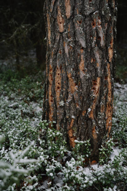 istock Woodpecker work-holes on the pine trunk. 1284954536