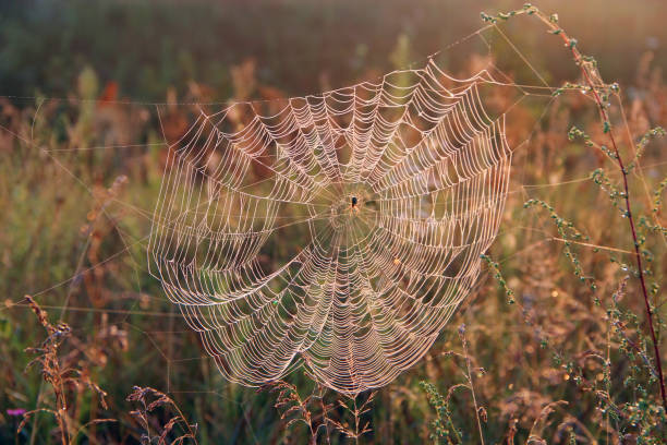 istock Plant is wrapped in wet web at dawn. Water droplets on cobweb 1284954609