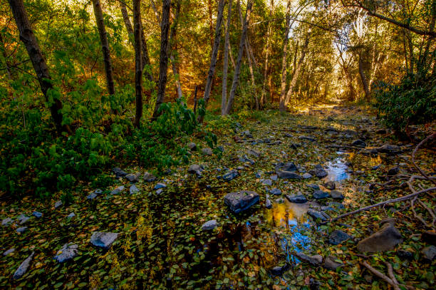 istock Creek in Autumn, California 1284954866