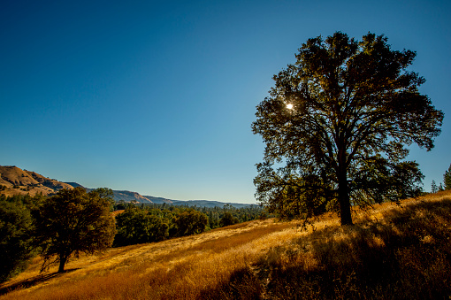Oak tree with open space, Bureau of Land Management Magnolia Park, California Gold Country.