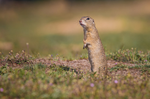 Small and funny ground squirrel on a meadow among flowers.