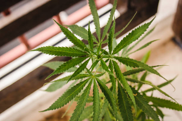 istock Close up of cannabis leaf 1284955589