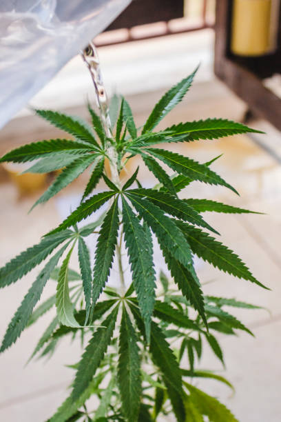 istock Close up of hemp cannabis leaf being washing down with water 1284955878