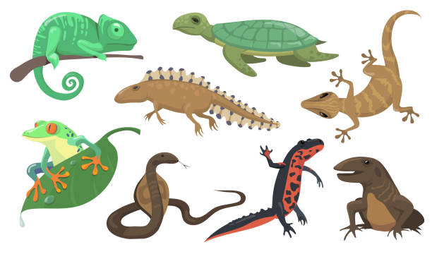 Reptiles and amphibians set Reptiles and amphibians set. Turtle, lizard, triton, gecko isolated on shite background. Vector illustration for animals, wildlife, rainforest fauna concept amphibians stock illustrations