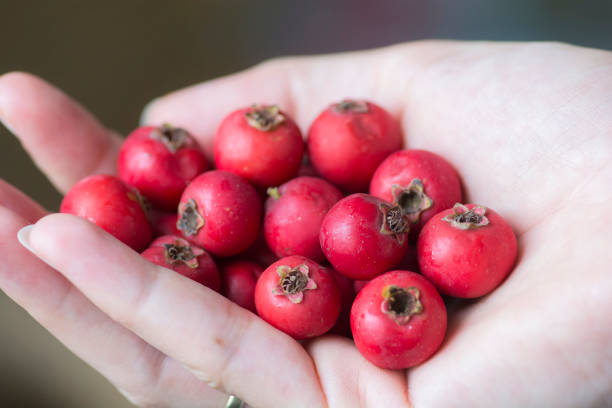 Hand full of red Scarlet Hawthorn fruits (Crataegus coccinea), stock photo