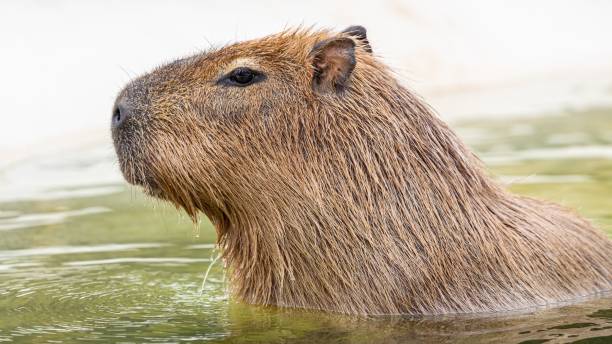 istock Animal living in the wild 1284956739