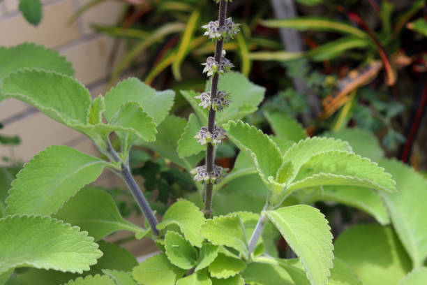 The delicate beauty of the boldo flower. Boldo has digestive and hepatic properties, in addition to having diuretic, anti-inflammatory and antioxidant properties. plectranthus barbatus stock pictures, royalty-free photos & images