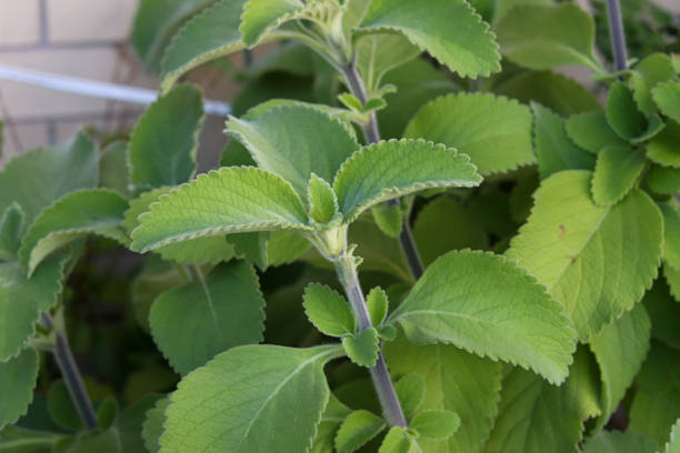 Boldo is a medicinal plant widely used as a home remedy. Boldo has digestive and hepatic properties, in addition to having diuretic, anti-inflammatory and antioxidant properties. plectranthus barbatus stock pictures, royalty-free photos & images