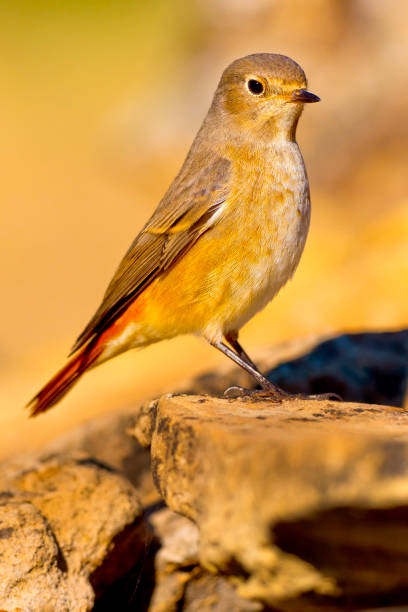 istock Female Redstart, Mediterranean Forest, Spain 1284957107
