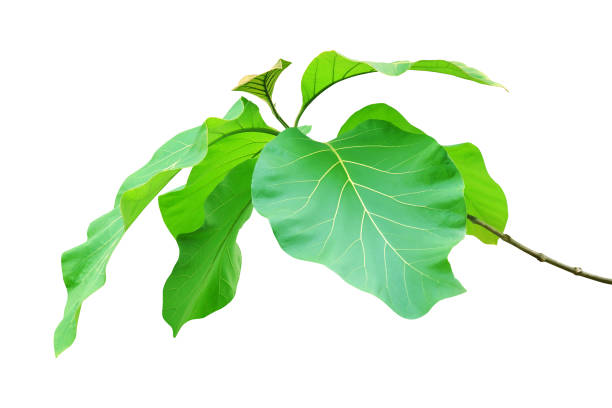 istock Large Green Leaves of Teak Tree Isolated on White Background 1284958341