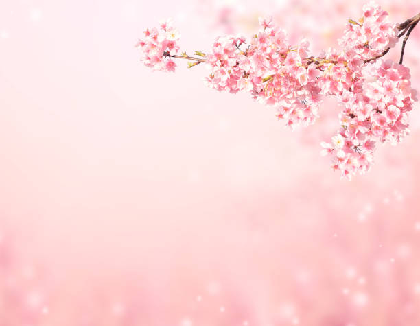 istock Beautiful magic spring scene with sakura flowers 1284958612