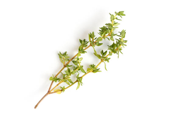 istock Thyme sprigs on a white background, close-up, flat lay, top view. 1284958800