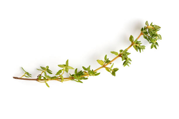 istock Thyme sprigs on a white background, close-up, flat lay, top view. 1284958818