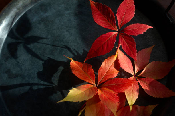 Autumn colorful leaves with harsh shadow in sunlight. Flat lay. Close up.