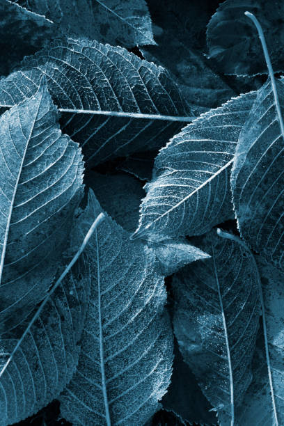 istock Blue color tones leaves pattern. Blue frozen leaf background. 1284958907